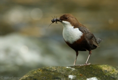 8 Wasseramsel - Cinclus cinclus